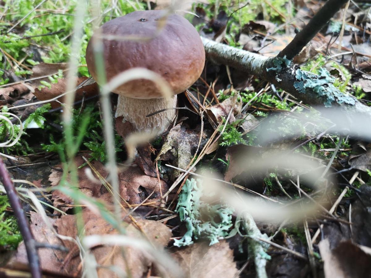 Agroturystyka Plener Miedzichowo 외부 사진